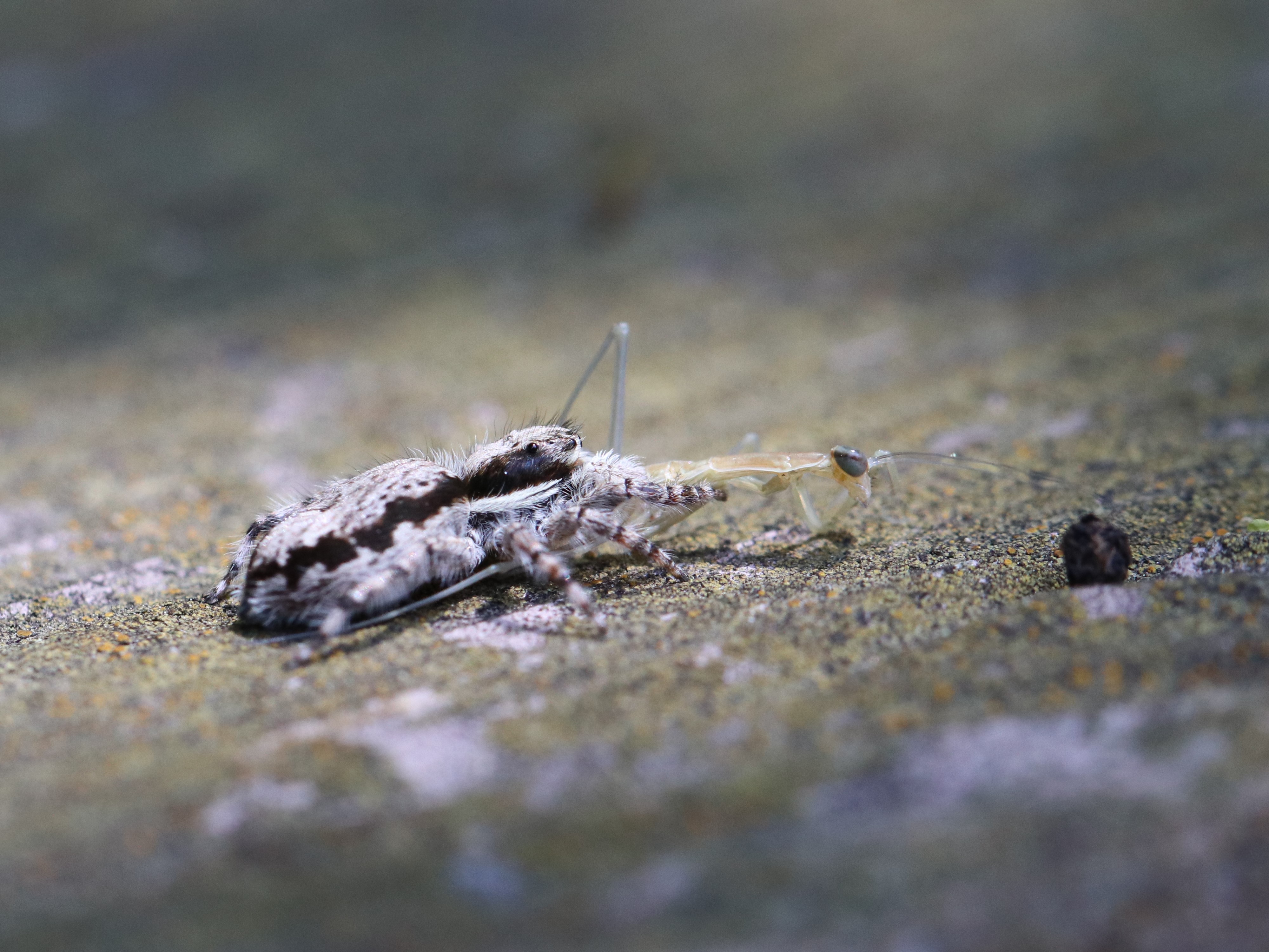 カマキリ幼虫を食すシラヒゲハエトリ